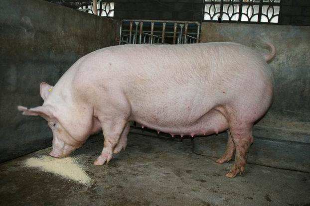 2020年7月份江苏本地出售母猪价格咨询