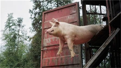 新希望养猪利润大涨，预计半年度净利润达31.5亿元~32亿元