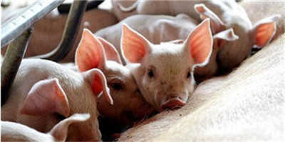 猪肉价格回升 大中型养殖场积极补栏！