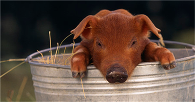 猪肉涨价的背后：生猪养殖行业的利润史无前例