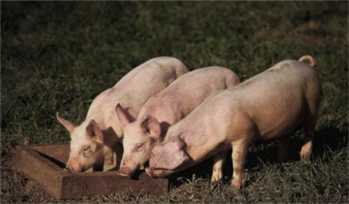 猪蹭痒、脱皮怎么回事？猪场常见的寄生虫有哪些？