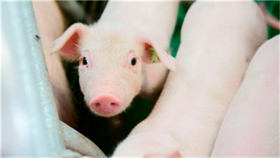 2021养猪业或将重新洗牌，小散户何去何从？