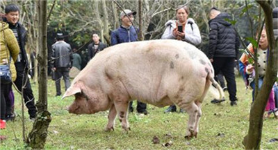 南方部分养殖户加速出栏！6月猪肉进口较5月增加6.5万吨！