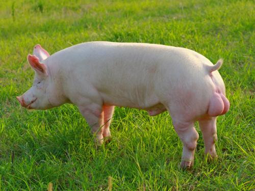 政策+市场双管齐下助力上半年江西生猪产业呈现向好发展势头