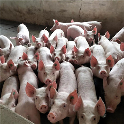各省能繁母猪存栏数据公开 专家：下半年猪价呈W字型走势