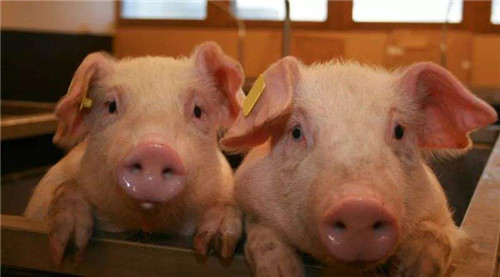 中国养猪界南北双雄：一家去年卖出1850万头，另一家净利暴增10倍