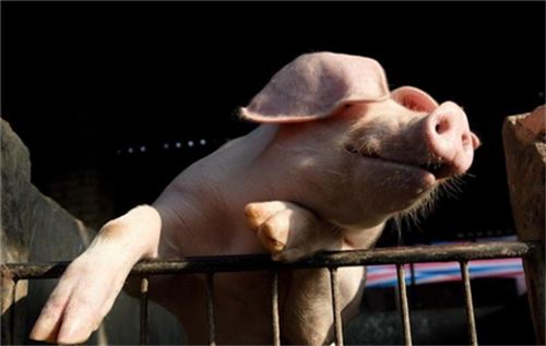 一只小疥螨的自述：看我怎么危害猪猪的健康！疥螨的自述：看我怎么危害猪猪的健康！