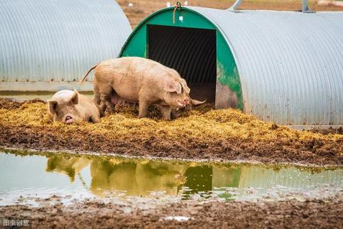 8月13日猪评：行情8连跌，养殖户心态崩了，猪价到底何时才能上涨？
