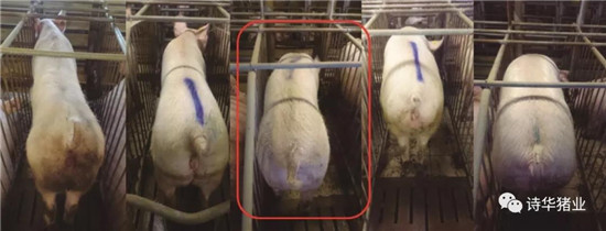 批次化生产管理|(二)后备母猪的驯化与饲养管理