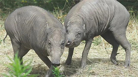 面临绝种，印尼“丑猪”进驻伦敦动物园接受保护：它们丑的可爱