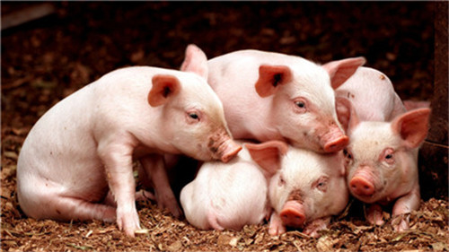 母猪不同阶段出现的繁殖问题分析