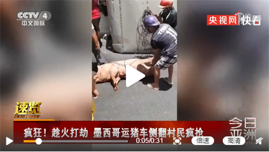 运猪车侧翻120头活猪遭村民疯抢，警察却无力阻止一旁观看……