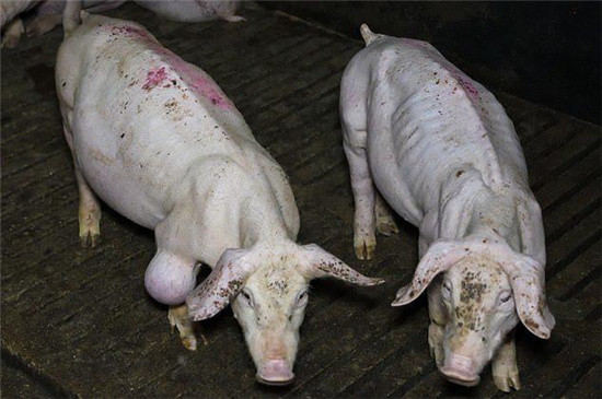 英国高标准养猪场被曝虐待动物，活猪饿成皮包骨，死猪被同类啃食
