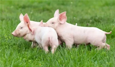 养殖母猪最头疼的“几件事”！养殖母猪必须靠科学！