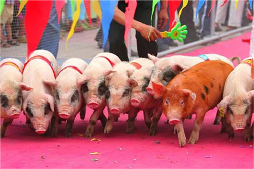 法国驻蓉总领事：冀深化法国与四川养猪业交流合作