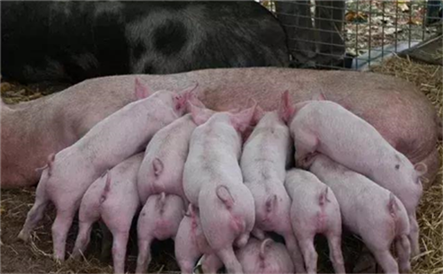 分析母猪产后的重点工作及出现异常情况的防治