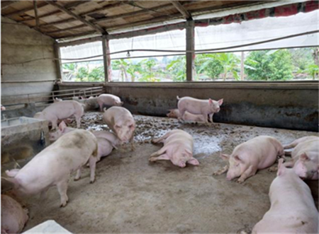 缅甸北部掸邦克钦邦等地出现猪瘟疫情