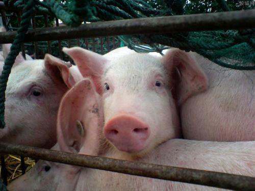 日本相继发生猪牛被盗案 损失金额超过3000万日元