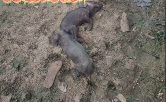 掸邦小镇感染非洲猪瘟，大量生猪死亡！生猪养殖者叫苦连天