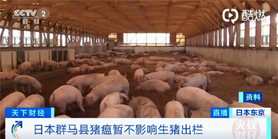 日本已扑杀生猪17万头，未接种仔猪被盗或致猪瘟蔓延