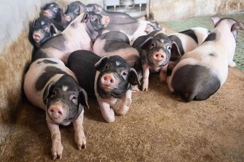 青海省人民政府办公厅关于印发加快生猪生产恢复十条措施的通知（青政办〔2020〕74号）