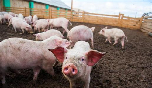 韩国再发生非洲猪瘟疫情 2400多头生猪将被扑杀