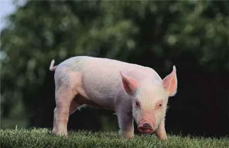 上市猪企9月销售放量 生猪供应格局持续改善