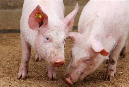 9月份生猪销售对冲价格下滑 影响维持行业高景气度