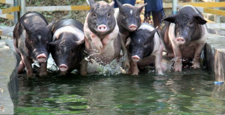演变中的生猪养殖业如何实现长期稳定成长？