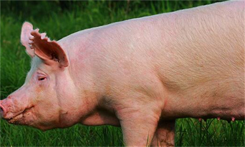 猪场常用酒糟喂猪，催肥促生长，却不知酒糟中毒危害大