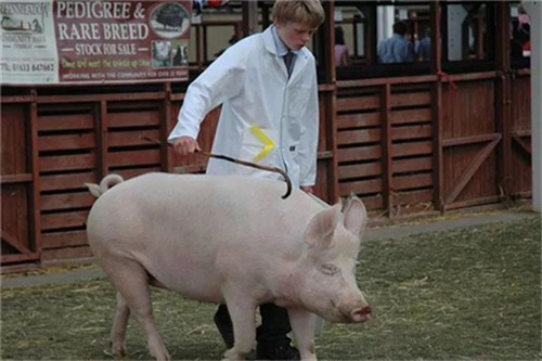 秋冬季节猪消化道疾病的危害和防治