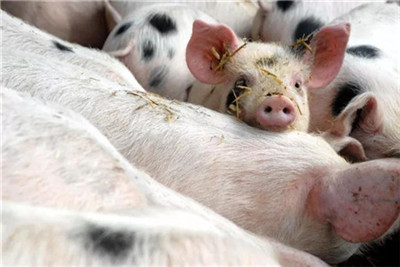 在丹麦养猪不仅仅是为了谋生...