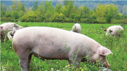 中国已向美国采购超230亿美元农产品，猪肉创新高