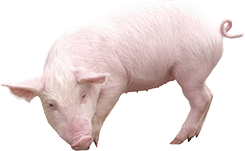 生猪养殖利润仍处高位 多家上市猪企三季报业绩翻番