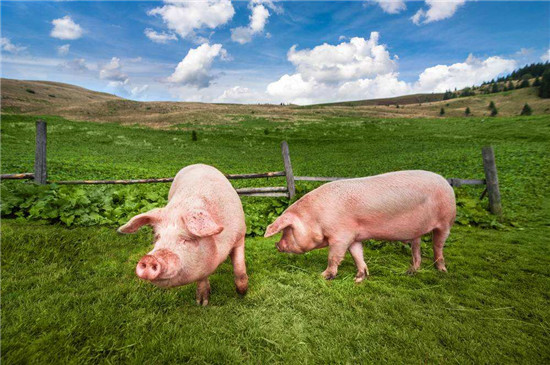 10月生猪存栏量恢复六成，2021年猪价何时探底