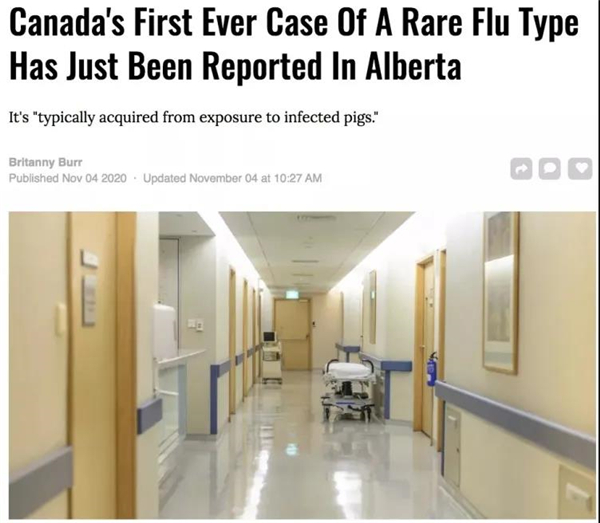 【新闻】突发! 加拿大首次出现罕见猪流感病毒 已有人感染确诊 华人小心!