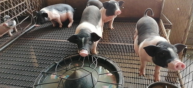 养猪场用哪种漏粪网钢网来做地板和猪床?