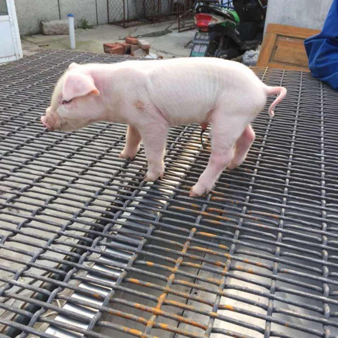 养猪养殖产床用钢编漏粪板网厂家