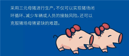 干货 | 非瘟下猪场利用三元母猪生产的优劣势分析
