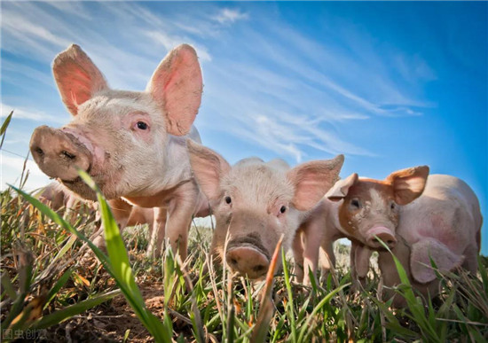 行业观察：猪肉价格拐点到了吗？ 
