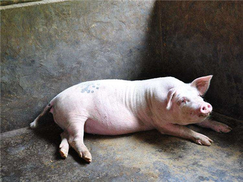 怀孕母猪霉菌毒素中毒案例，你的猪场碰过吗?
