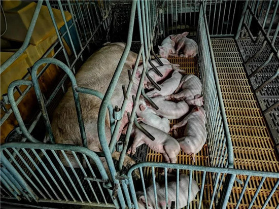 观察丨国产种猪培育四大瓶颈，如何突破?