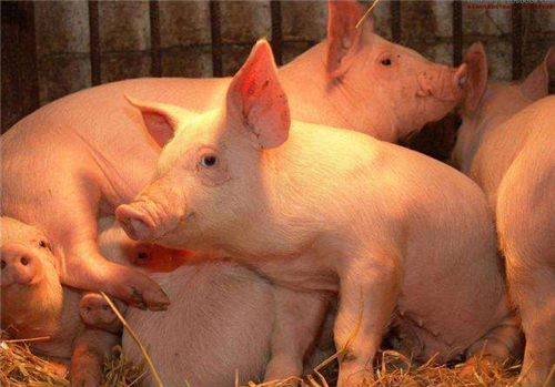 刘永好：明后年猪肉价格或再下探 非洲猪瘟影响猪周期