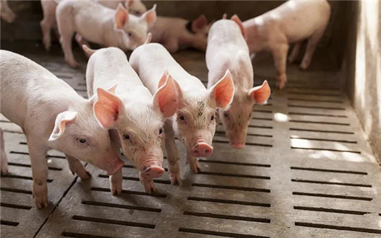 美国猪肉工厂千人感染新冠