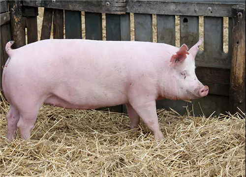 损失117亿！德国养猪业发生了什么？