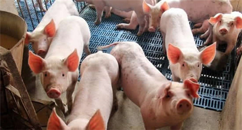 解析进口冻品阳性事件对猪价的影响