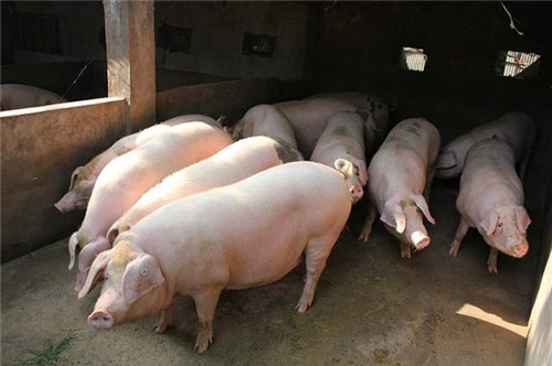 猪病诊断分析：母猪产出来的小猪大部分的要死不活的，怎么回事