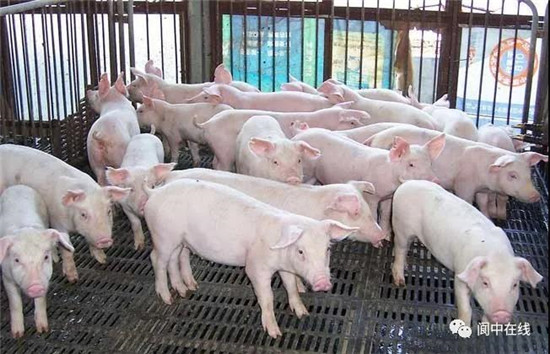 投资3800万！年产6万头！阆中洪山镇将建大型养猪场！
