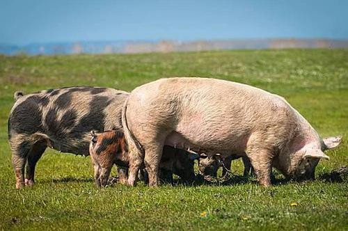 猪肉价格上行 生猪养殖企业四季度盈利预期乐观