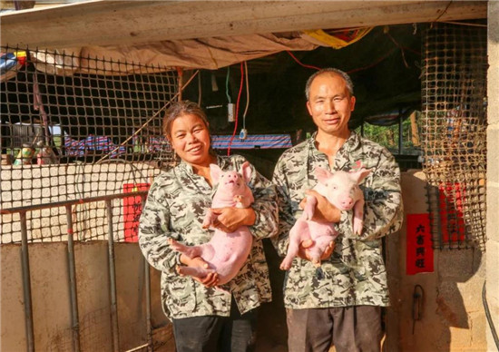 广西贵港村民苏为星、黄月娇夫妇养牛养猪脱贫记
